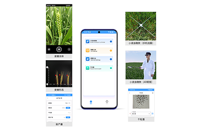 海淀区小麦亩穗数分析仪IN-XM02