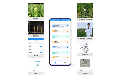 海淀区小麦表型测量仪IN-XM05